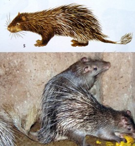 扫尾豪猪atherurus macrourus（上-彩图引自《中国兽类野外手册》2009；下-彩照系豪猪养殖场摄，引自好搜图片）