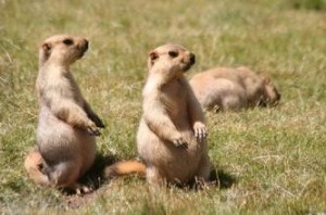 西伯利亚旱獭marmota sibirica（引自韩崇选,2009）