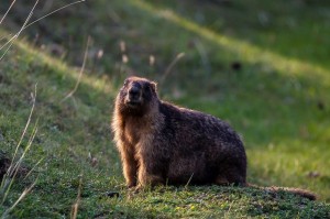 灰旱獭marmota</br>baibacina （引自蜂鸟攝影论坛,攝影者:zst,2012）