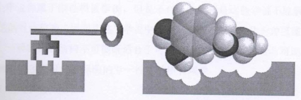  图1 酶催化的锁钥模型